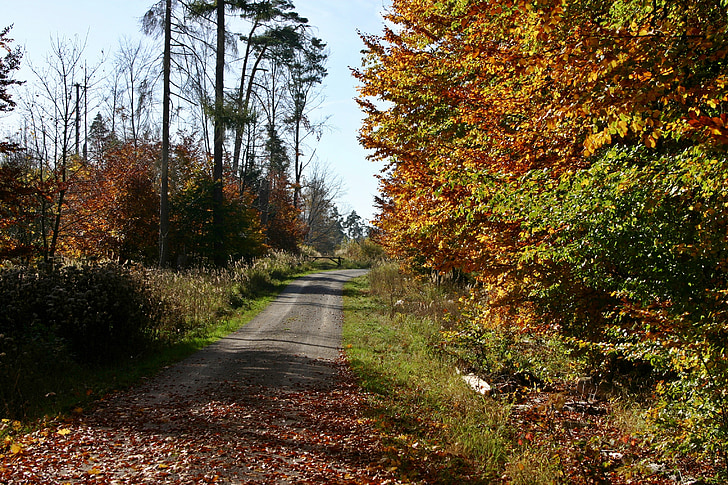 гора, горски път, природата, дърво, Есен, Есенно настроение, пейзаж