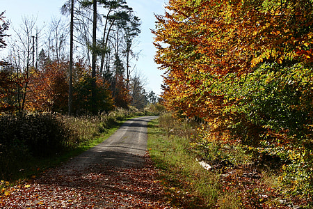 Les, lesní cesta, Příroda, strom, podzim, podzimní nálada, krajina