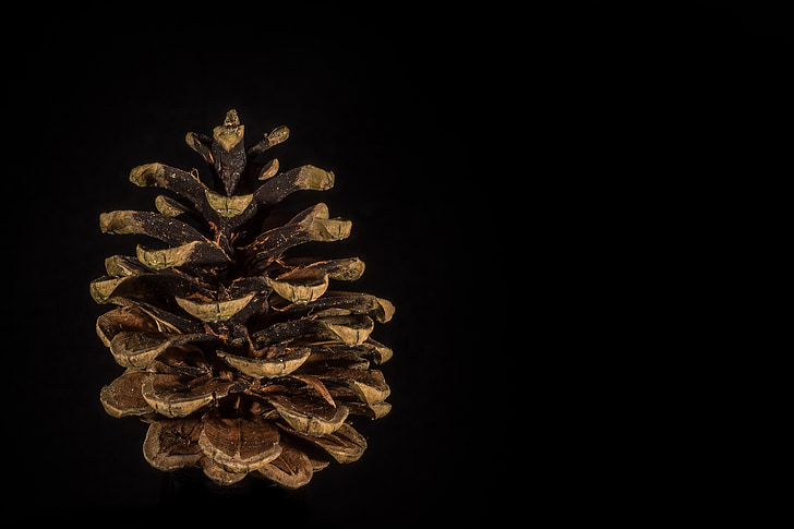 pine cones, cut out, fir, blossom, bloom