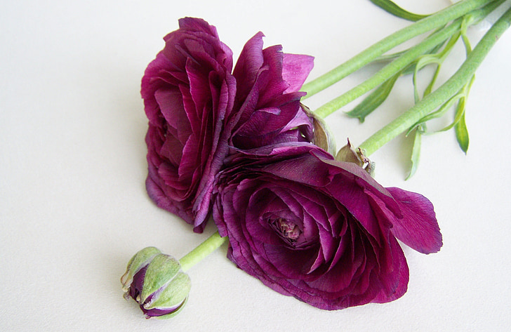 切り花, ゴルディロックス, 紫の色