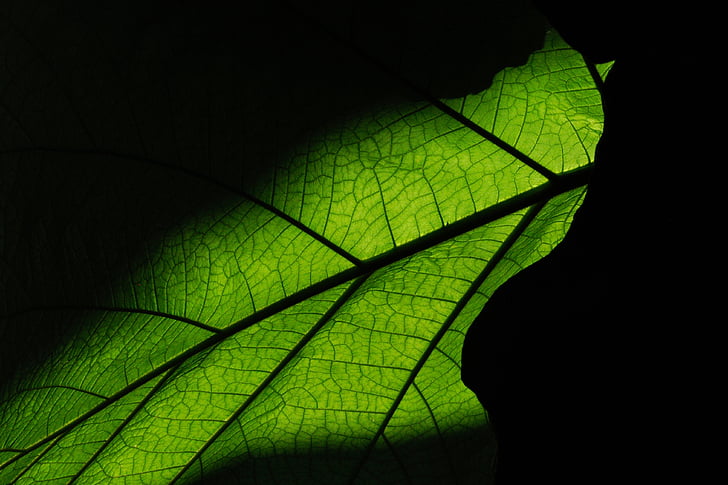 Leaf, struktūra, tekstūra