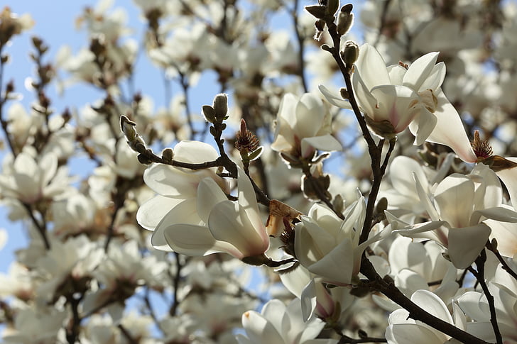 Magnolia, vit, blomma