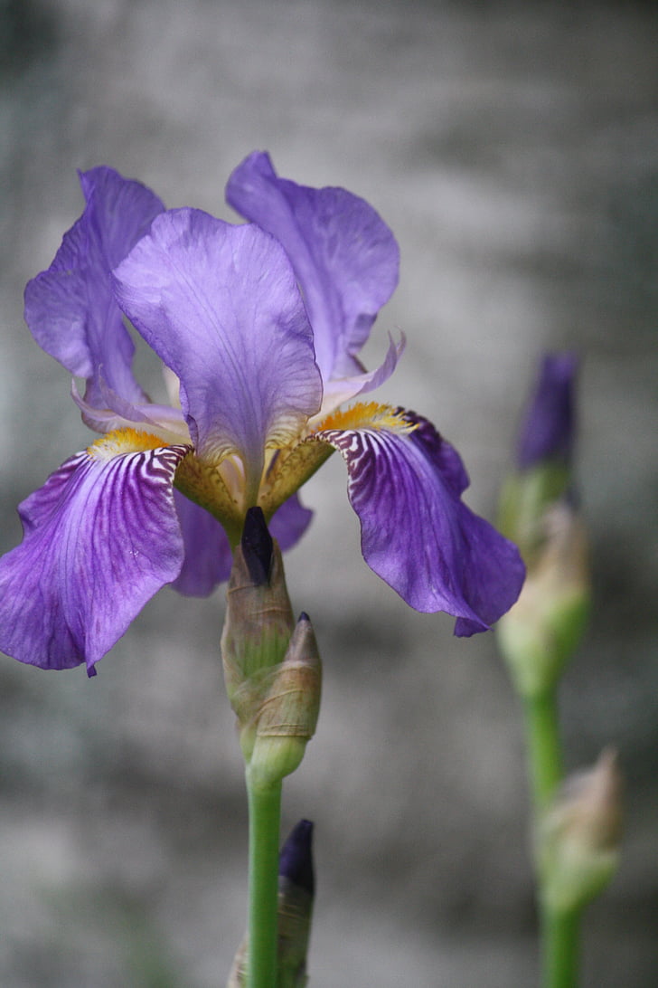 Iris, Luonto, violetti, kukka, kasvi, Lähikuva