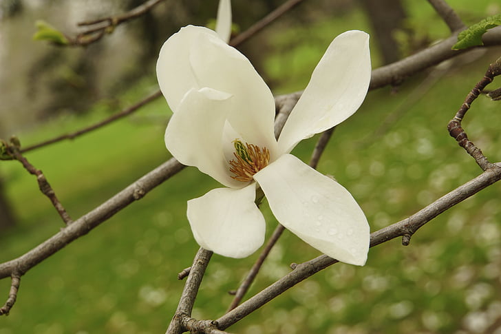 magnolija, balta, Žydintys medžiai, pavasarį, žiedų, šviežios, floros