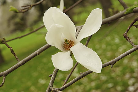 Magnolia, biały, kwitnienia drzew, wiosna, kwiat, świeży, Flora