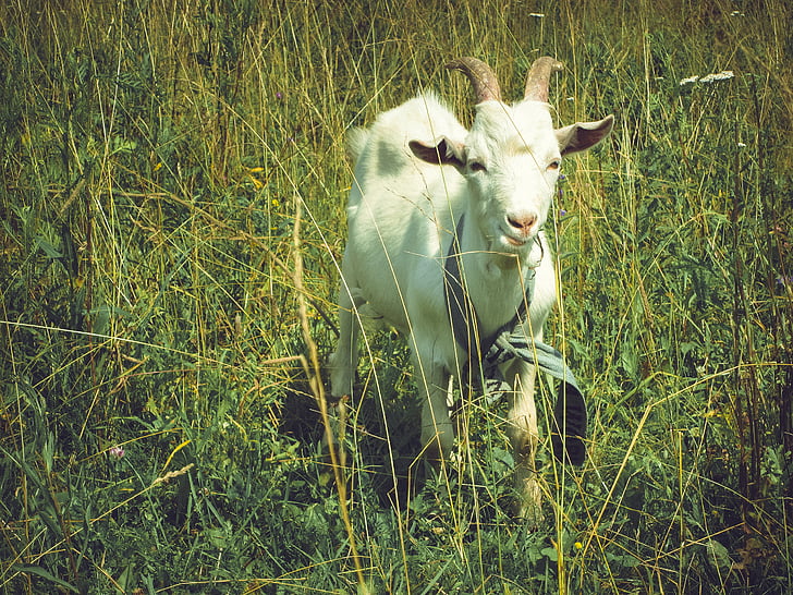 goat, grass, field, animal, sunny, animal themes, one animal
