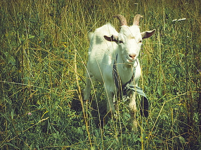 коза, трева, поле, животните, Слънчев, животните теми, едно животно