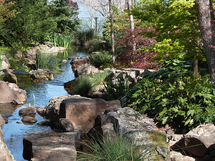 Arboretum, Creek, Fatsia, Arce japonés, primavera, Scenic, corriente