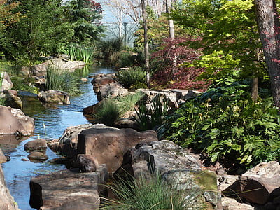 Arboretum, Creek, Fatsia, Japansk lönn, våren, natursköna, Stream
