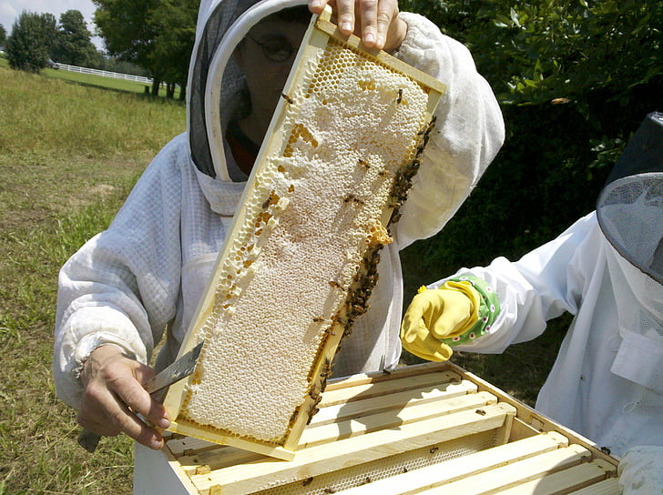 Honey bee, bi hive inspektioner, bigården, biavler, honning, Bee, bikube