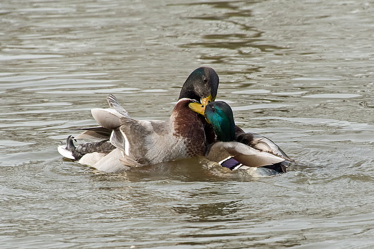 патица, зеленоглава патица, борбата, вода, игра, животни в дивата природа, плуване