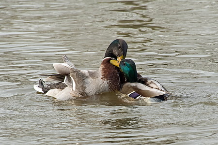 duck, mallard, fight, water, play, animals in the wild, swimming