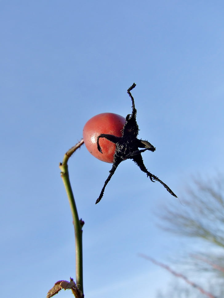 rose hip, plant, rose, seed, fruit, pod, reproduction