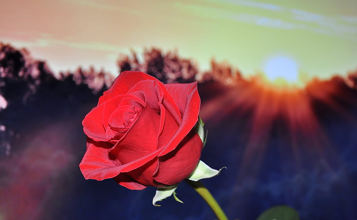 selektivni, poudarek, fotografije, rdeča, Rose, cvet, Povečava