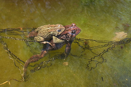 Американський жаба, злягання, парування, жаби, яйця, ставок, дикої природи