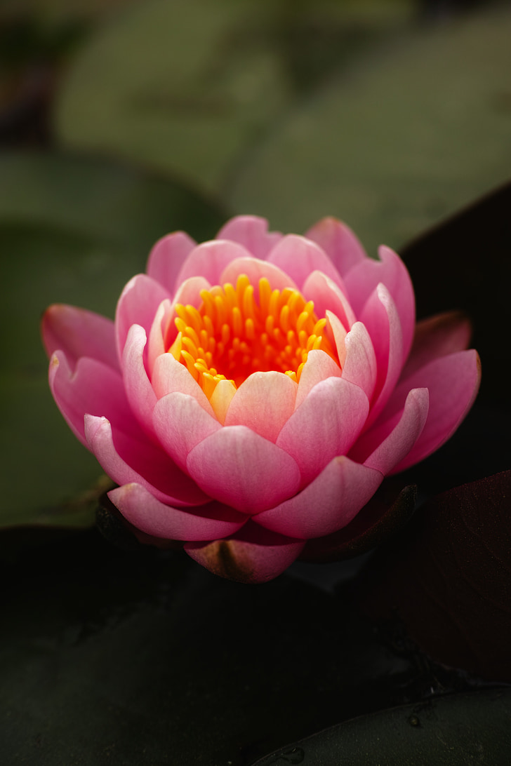 Lilie wodne, różowy kwiat, nieśmiałość, Lake park