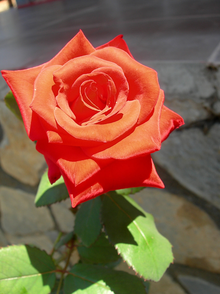 κόκκινο, τριαντάφυλλο, λουλούδι, Ρομαντικές αποδράσεις, Αγάπη, Ρομαντικό, floral