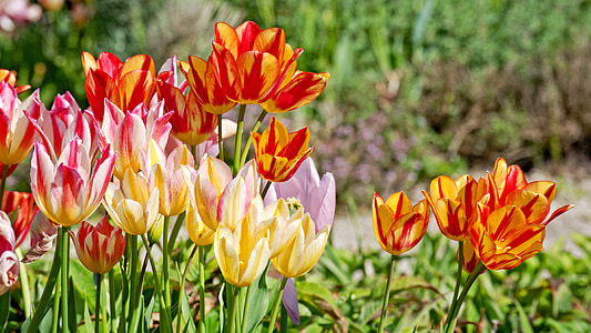tulipanes, floración, primavera, rojo, flor, colorido, flor