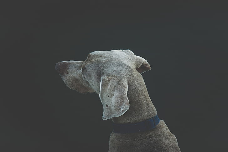φωτογραφία, Weimaraner, σκύλος, σκυλιά, ένα ζώο, ζωικά θέματα, τα άγρια ζώα