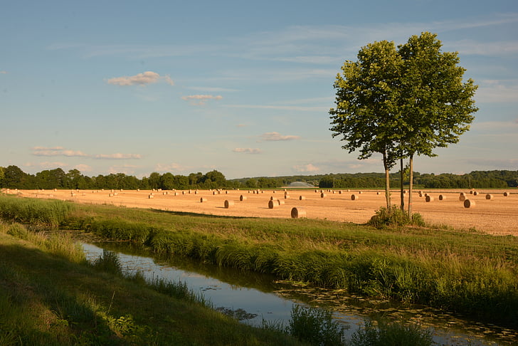 pole, pšenice, kanál, Příroda, v lůně Titánů, zemědělství, strom