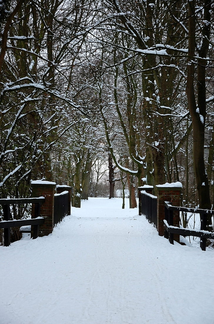 puente, nieve, blanco invierno, cubierto de nieve, frío, invernal, Frosty