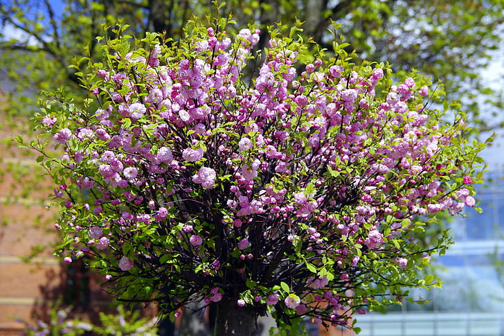 almond, flowers, pink, dashing, plant, tree, tonsil