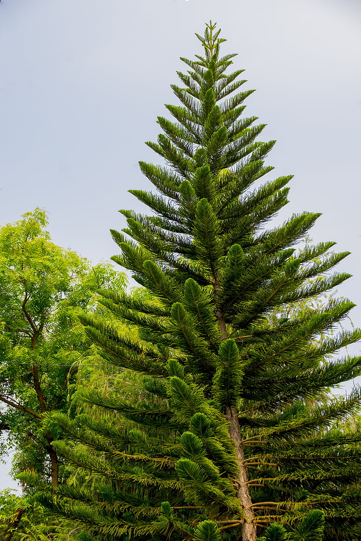 Bangalore, conifer, fisheye uitzicht, boom, natuur, bos, groene kleur