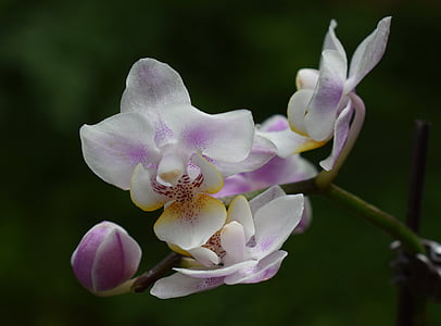 miniatyr hybrid phalaenopsis, Phalaenopsis, Orchid, vit, Rosa, lila, gul