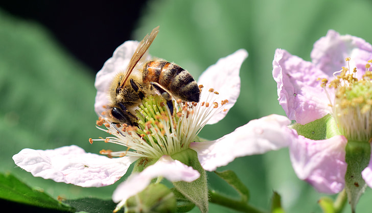 ผึ้ง, แบล็คเบอร์รี่, โรย, แมลง, ปิด, ฤดูร้อน, ดอกไม้