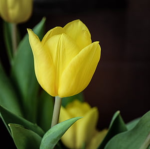 tulip, flower, yellow flower, blossom, bloom, yellow, schnittblume