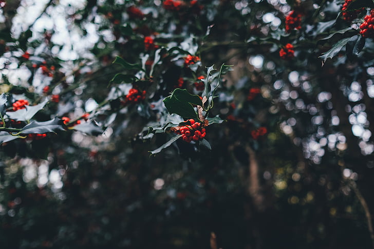 closeup, photo, red, green, leaf, christmas, tree