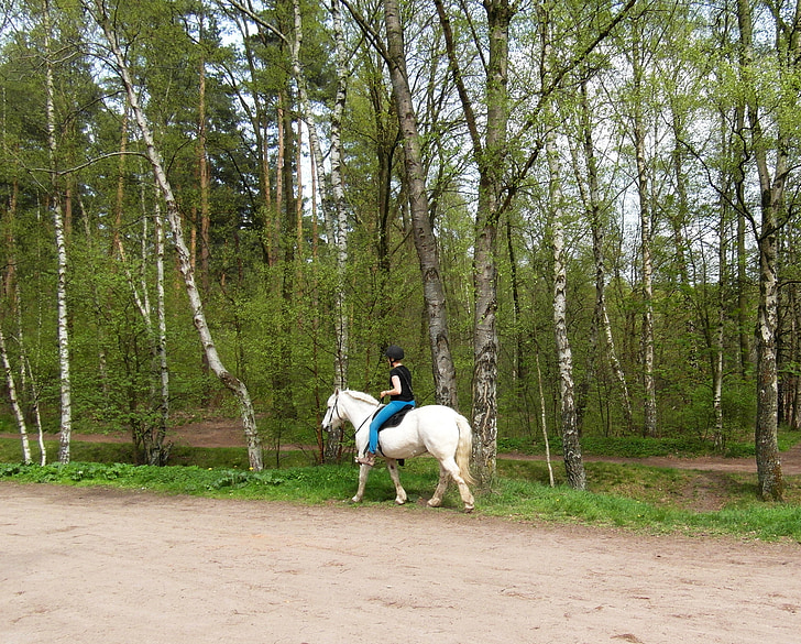 hest, hvid, ride, Equestrian