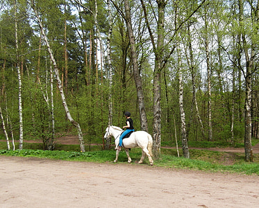 horse, white, ride, equestrian