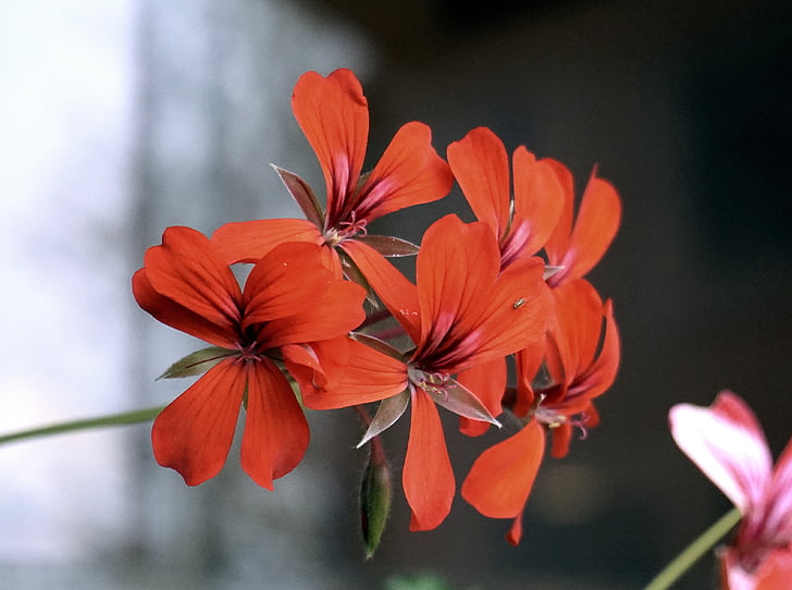 flowers, red, nature, garden, warmth, red flower, red flowers