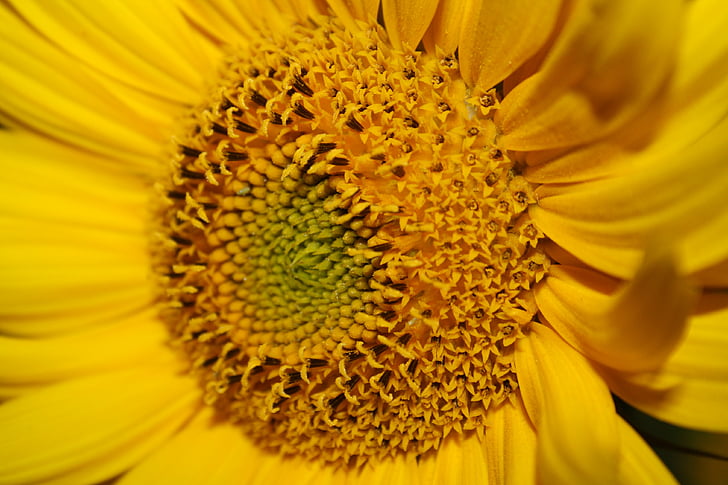 Sun flower, màu vàng, Blossom, nở hoa, mùa hè, thực vật, thực vật