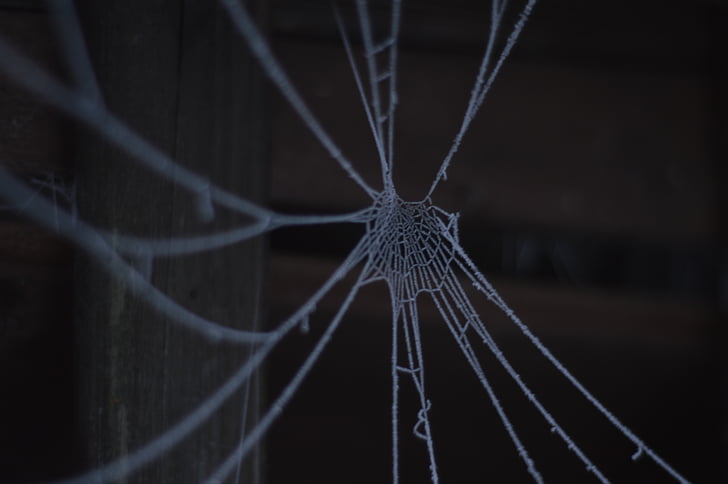 cobweb, mùa đông, lạnh, Frost, nhện, mạng lưới, eiskristalle