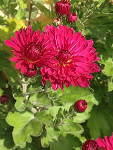 Gerbera, Blume, Blüte, Bloom, Rosa, rot, Natur