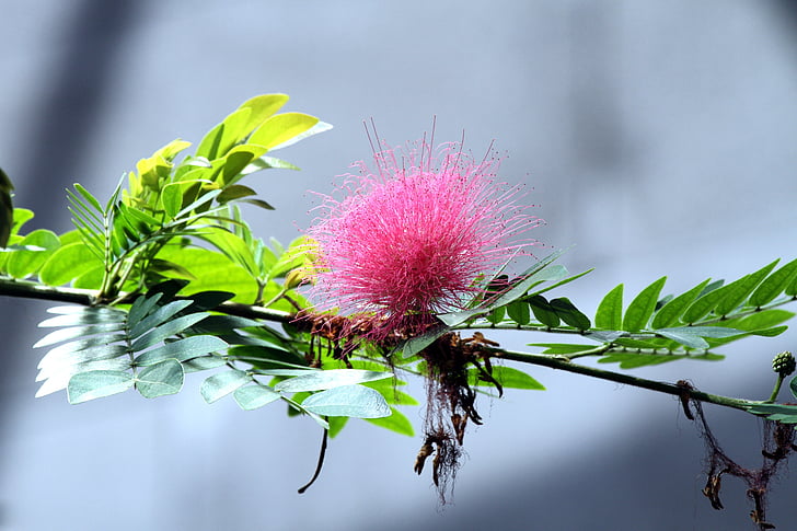 calliandra haematocephala, flor, flor rosa, flors, natura, planta, primavera
