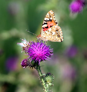 Kelebek, kanatları, çiçekler, Yaz, doğa, Makro, Alsace