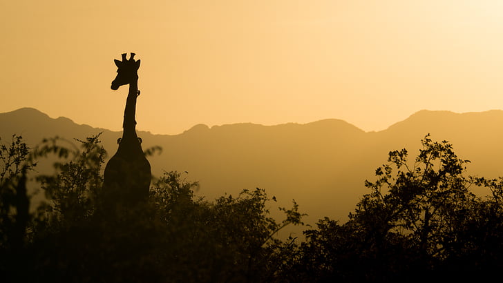 Żyrafa, zachód słońca, żółty, niebo, Republika Południowej Afryki, Afryka, Safari
