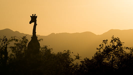 girafa, apus de soare, galben, cer, Africa de Sud, Africa, Safari
