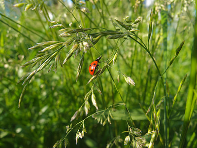 grass, summer, green, insect, ladybug, green grass, closeup