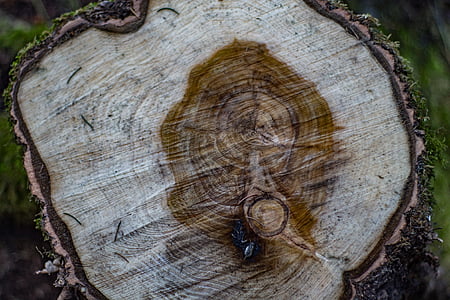 tahunan cincin, pohon, log, suku, gandum, struktur, tekstur