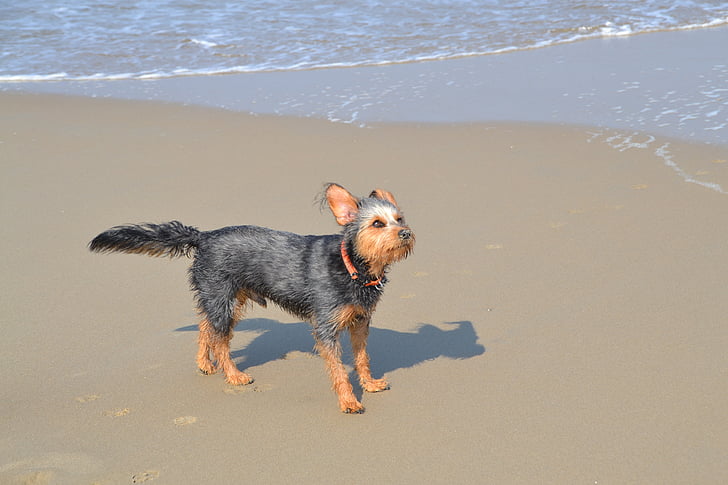 pes na pláži, mongrel jazvečík yorkshire, teriér, zviera, more, vlna, brúsenie