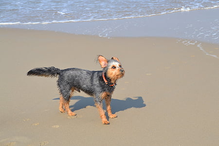Собака на пляже, дворняга такса Йоркшир, терьер, животное, мне?, волна, шлифование