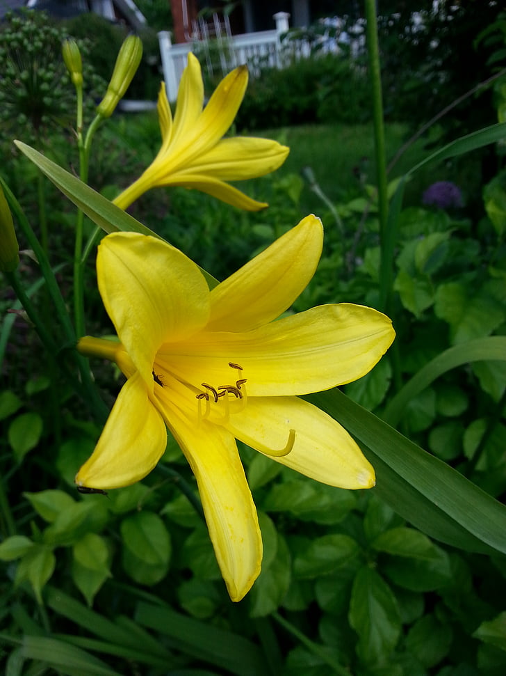 dag lily, gul Lilja, lantras växt, trädgårds-växt, trädgård, naturen, Anläggningen