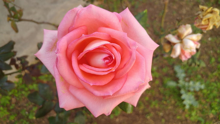 Rosa, bloem, lente