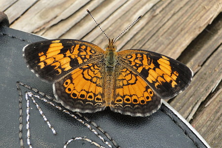 bướm, màu da cam, khởi động, một trong những động vật, bướm - côn trùng, động vật hoang dã, không có người