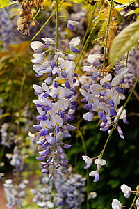 μπλε βροχή, λουλούδια, φυτό, ο Μπους, τοξικό, προσφορά, στολίδι