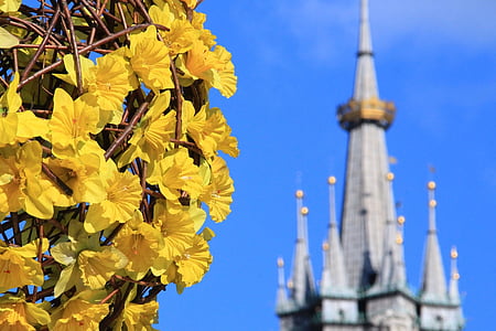 Cracòvia, primavera, Polònia, flors, close-up, Monument, groc